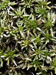 Sphagnum magellanicum