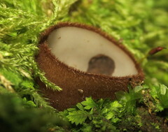 Humaria hemisphaerica