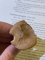 Lactarius imperceptus