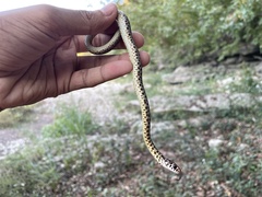 Coluber constrictor flaviventris