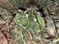 Hamatocactus setispinus