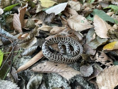 Coluber constrictor flaviventris