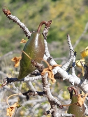 Vasconcellea chilensis