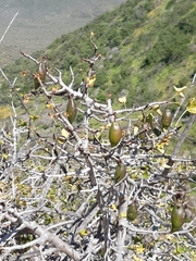 Vasconcellea chilensis