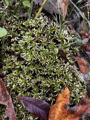 Sphagnum magellanicum