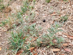 Artemisia douglasiana