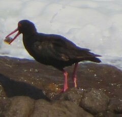 Haematopus fuliginosus
