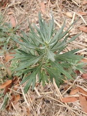 Artemisia douglasiana