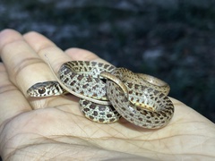 Coluber constrictor flaviventris