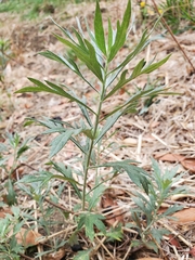 Artemisia douglasiana