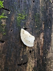 Cyanosporus populi