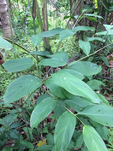 Donax canniformis (Donax canniformis)