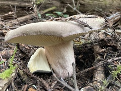 Russula olivacea