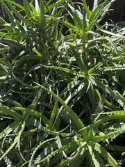 Aloe arborescens