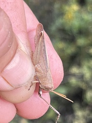 Schistocerca damnifica