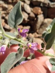 Pseudorontium cyathiferum