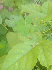 Disonycha spilotrachela