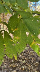 Carya laciniosa