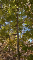 Carya laciniosa