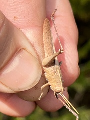 Schistocerca damnifica