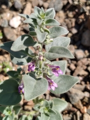 Pseudorontium cyathiferum