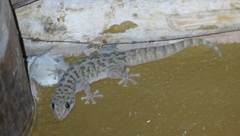 Phyllodactylus