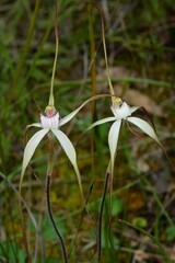 Caladenia venusta