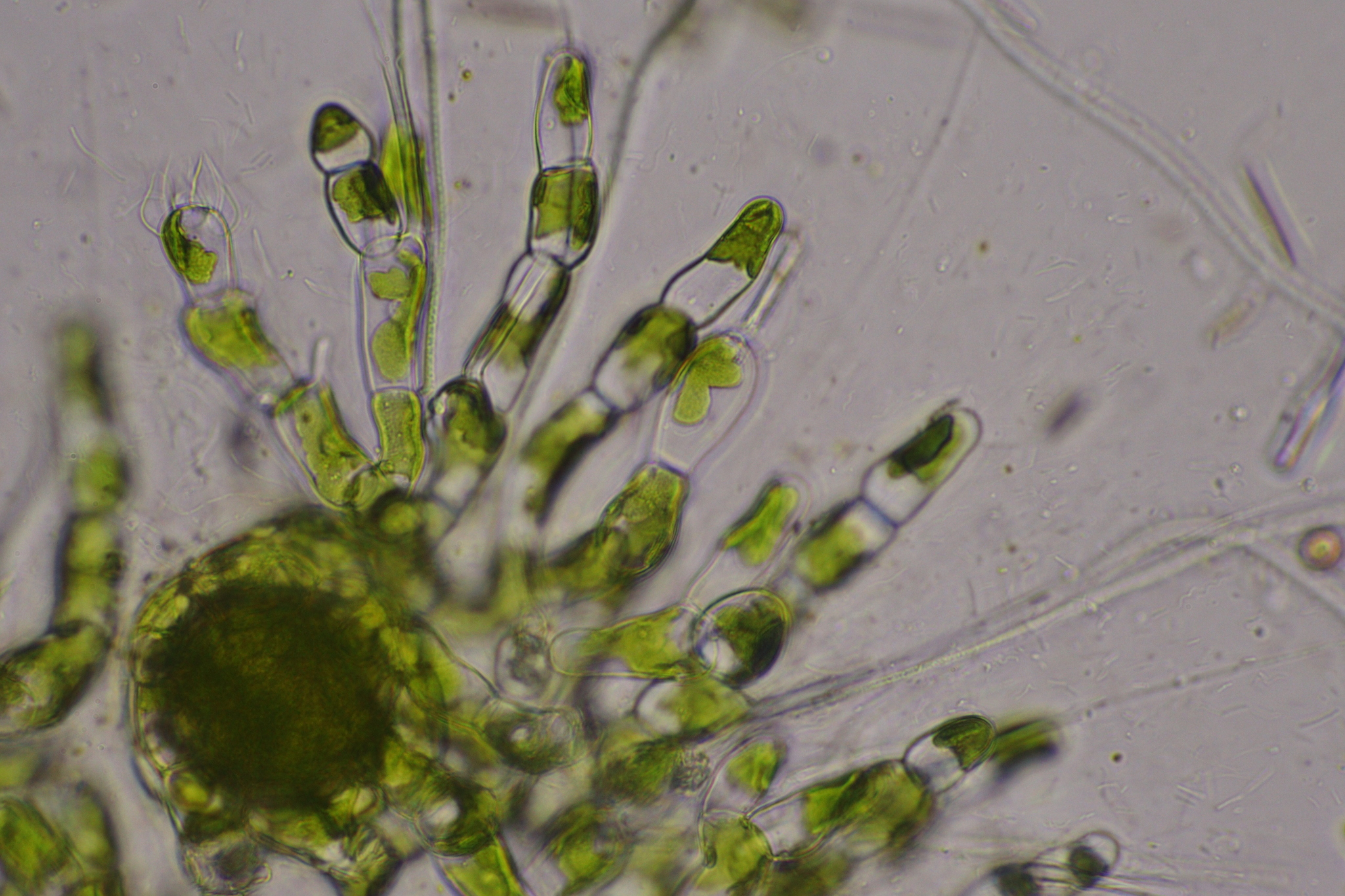 Coleochaete pulvinata