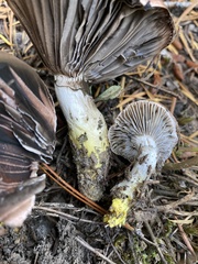 Gomphidius oregonensis