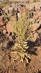 Verbascum sinaiticum