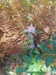 Gentiana decora