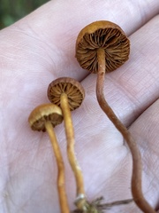 Gymnopilus fulgens
