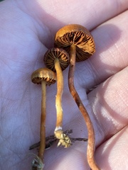 Gymnopilus fulgens