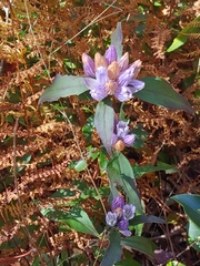 Gentiana decora
