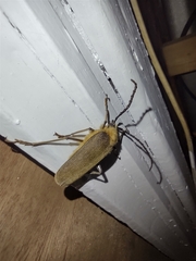 Acanthinodera cumingii