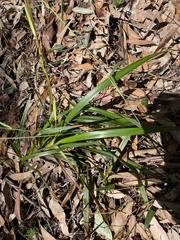 Dianella