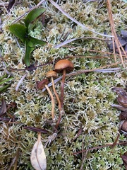 Gymnopilus fulgens