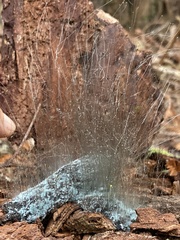 Phycomyces