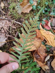 Polypodium appalachianum