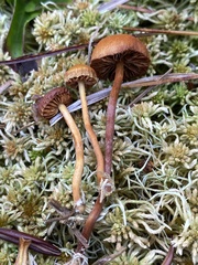 Gymnopilus fulgens