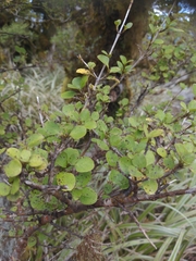 Coprosma foetidissima