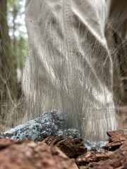 Phycomyces