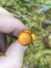 Gymnopilus fulgens