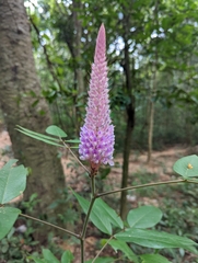 Uraria crinita
