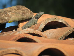 Sceloporus torquatus