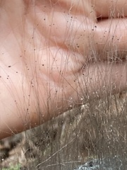 Phycomyces
