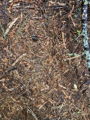 Paragymnopus sequoiae