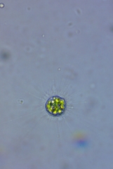 Heliozoa