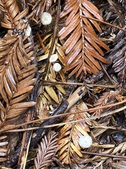 Paragymnopus sequoiae