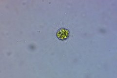 Heliozoa